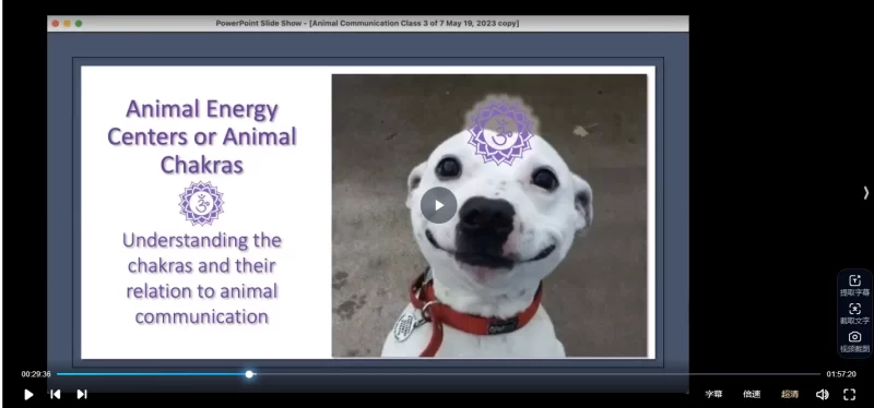 凯莉 爱宠动物沟通大师课_易经玄学资料网