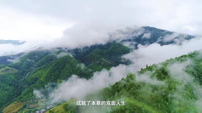 《乡间无杂草认识全是宝每天一味中草药成就中医大梦想》_易经玄学资料网