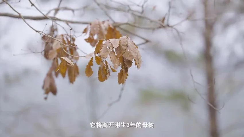 资源截图